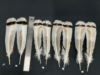 White tipped Grey Speckled Turkey tail feathers