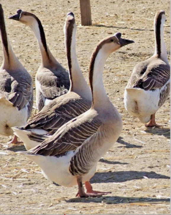 5 FERTILE HATCHING GOOSE EGGS BARNYARD RANDOM MIX POSSIBLE POMERANIAN TOULOUSE + - Image 3 of 4