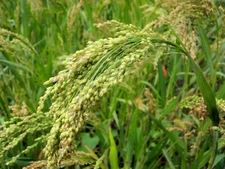 Brown Top Millet Seeds - Fast Growing, Drought Tolerant, Excellent Wildlife Food