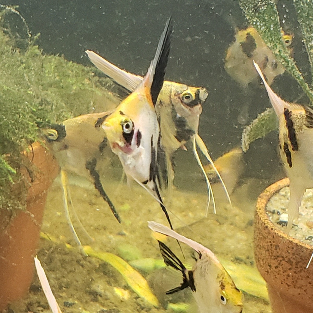 Panda Angelfish Petco Panda Angelfish For Sale Petco