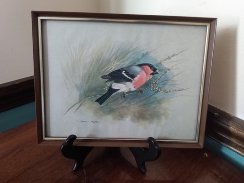 Signed BASIL EDE Bullfinch Bird British Nature Wildlife Prof Framed Art Print - Picture 1 of 8