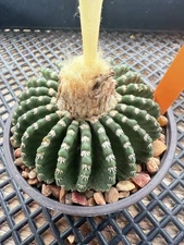 Discocactus horstii Large! Seed Grown