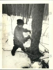 1985 Press Photo Gerald Lyndaker Jr. Taps Maple Tree to Make Syrup, Belfort