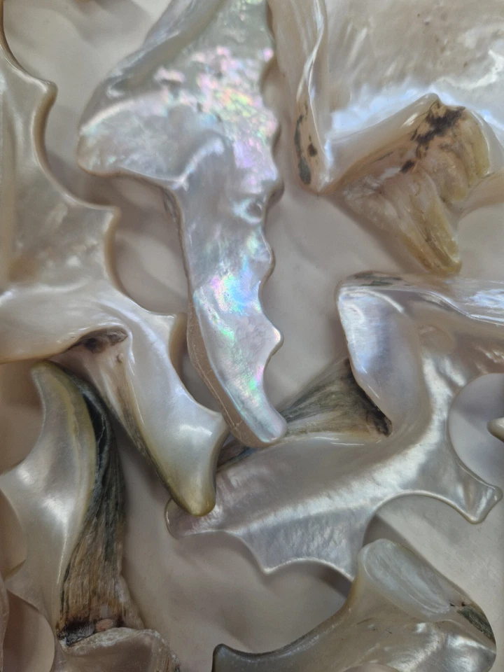 10-12 Makassar-Muschel-Teile, Perlmutt, ca. 0,5 KG, Auflösung Knopfproduktion - Bild 2 von 2