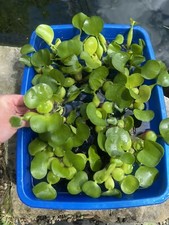  15 Water Hyacinth Koi Pond Floating Plants Rid Algae Shade Filter 3-4  Purple