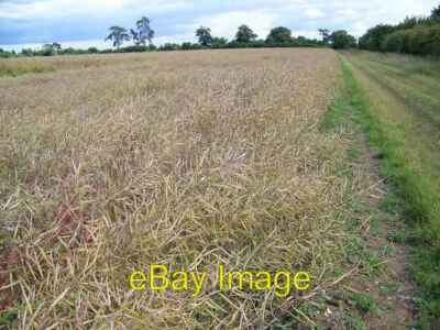 Photo 6x4 Oilseed rape Cole Henley The optimum stage for oilseed rape to  c2008