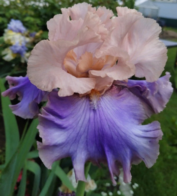 Hohe Iris FLORENTINE SILK Schwertlilie TB Bart-Iris barbata Rhyzom Pflanze