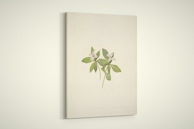 Mary Walcott - North American Wild Flowers - Bunchberry Flower - Paper or Canvas