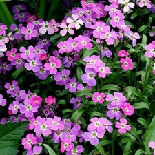 MORZE ŚRÓDZIEMNOMORSKIE - ZŁOTY LAKIER PLAŻOWY - CHEIRANTHUS MARITIMUS 20+ NASION Z 258