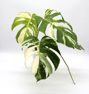Monstera Albo Seed | eBay
