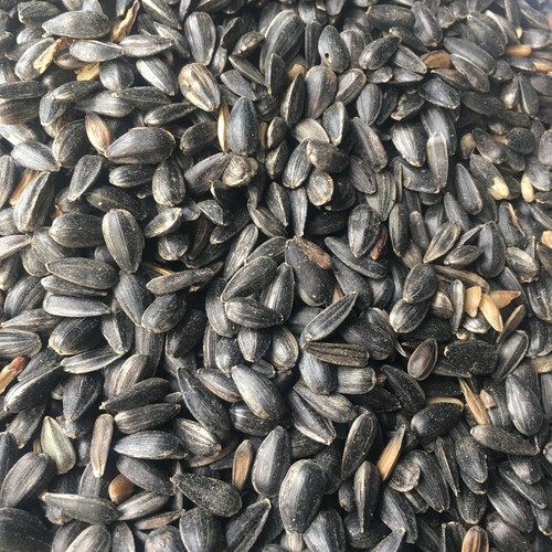 Schwarzöl Sonnenblumenkerne Vogelfutter - Bild 3 von 4