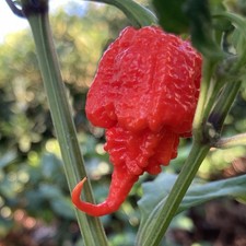 20+ Carolina Reaper Pepper Seeds 100% Organic Free shipping