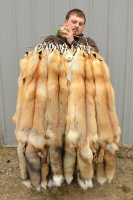 Tanned Red Fox, Winter  Heavy Fur  Western - Medium Grade