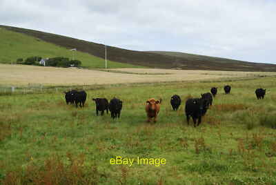 Photo 12x8 Cattle coming to see me Settiscarth The cattle appear to like c c2013