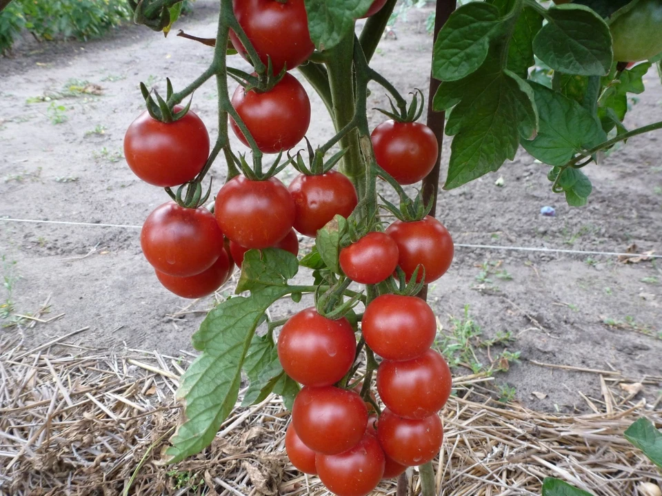 Mexikanische Honigtomaten,Süßeste Cocktailtomate, 10+ Samen - Bild 4 von 4