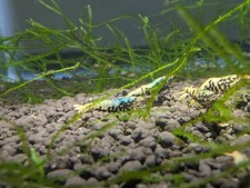 10 Pack Blue/Black Metallic Boa/Galaxy Caridina Shrimp Grade SS