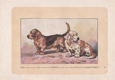 1896 BASSET GRIFFON & VENDEEN Dog Print - Dog Wall Art Gift - 10 x 7 Inches