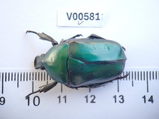 V00581. Insects, Beetles, Cetoniidae sp. North Vietnam, Ha Giang