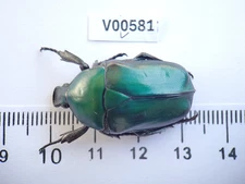 V00581. Insects, Beetles, Cetoniidae sp. North Vietnam, Ha Giang