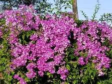 *GARLIC VINE*Mansoa Alliacea Starter Plant*Beautiful PurpleTrumpet Flowers!!!