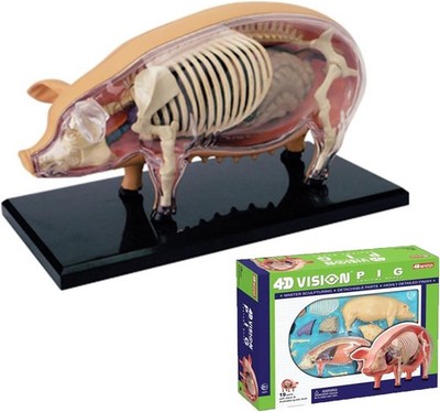 4D Vision Pig Anatomy Model, Pig Skeleton Model, Detachable 19 Organs 