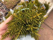 Hebe ochracea 'James Stirling', Dwarf shrub, 9cm pots, Hardy Alpine