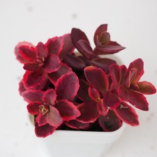 Sedum SunSparkler 'Wildfire 5cm Pot with Pot | Ground covering