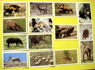 WILD ANIMALS (NUR ENGLISCHER TEXT) DANDY GUM 1983 14 KARTEN SEHR GUTER ZUSTAND