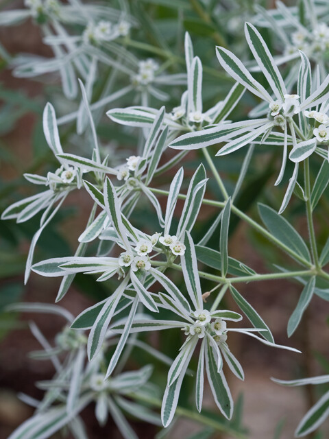 snow-on-the-prairie (Euphorbia bicolor)—100 seeds ($4.00) | eBay