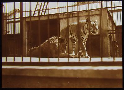 Glas Magische Laterne Dia TIGER & LÖWE IM KÄFIG UM 1910 FOTO ZOO 