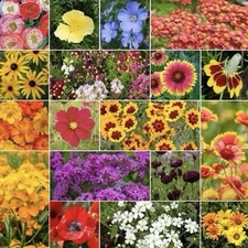 250+ Dry Area Wildflower Seed Mix - Annual/Perennial Mix, Attracts Pollinators