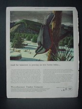 1952 Red Breasted Nuthatch Birg Weyerhaeuser Timber Vintage Print Ad 10793