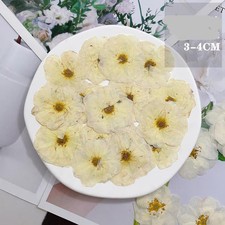 12PCS Real Pressed Dried Off White Rose flower head for art Craft FHT27
