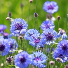 Cornflower Plant Plugs x 12