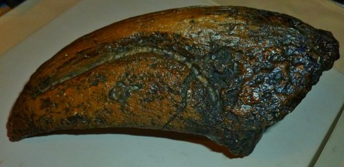 DINOSAUR, T-REX?, TOOTH MODEL  8 1/2" By 3 1/4" From  Cast & Very Realistic, Exc