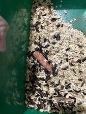 Live Darkling Beetles 25 Count  Free Shipping 