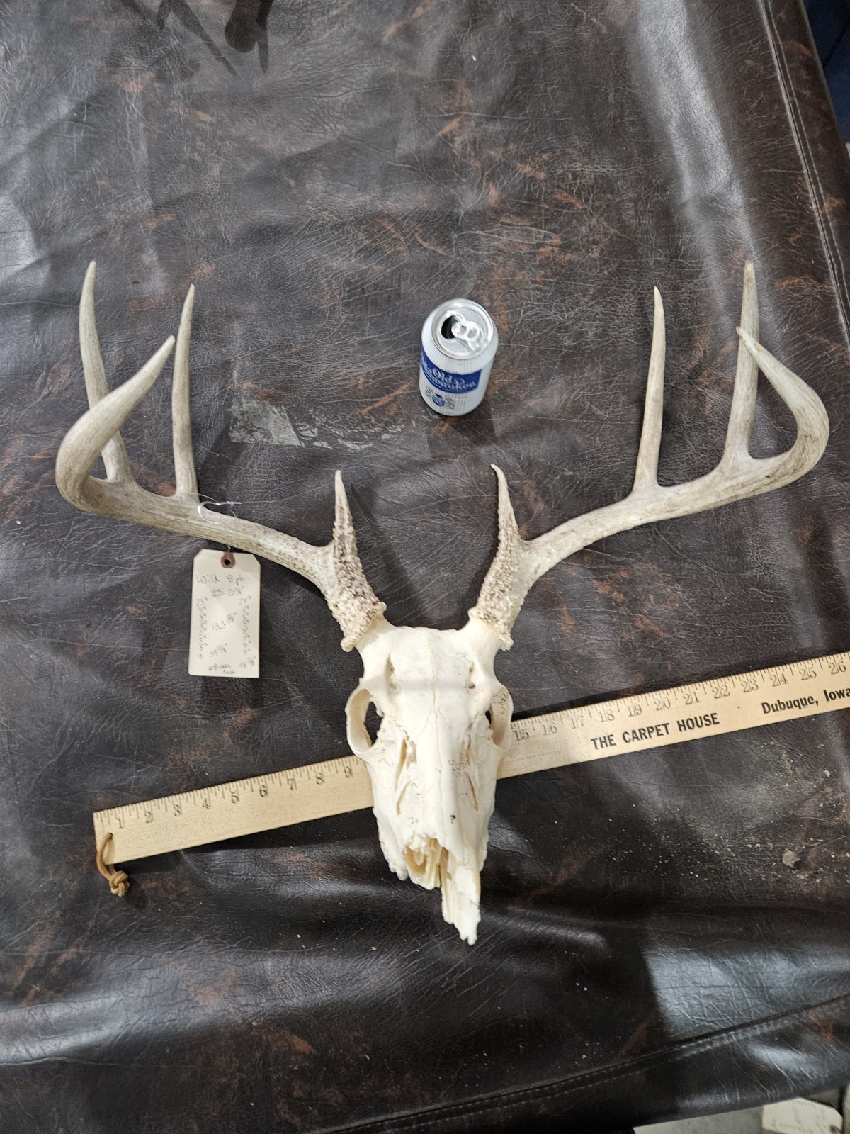 Wild 8 Point Whitetail Deer Antler Rack Horn Skull European Mount Man Cave 133"
