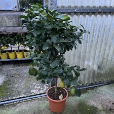 Citrus Lemon 4 seasons 120cm specimen trees 24cm pot