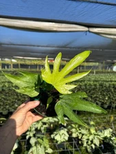 Anthurium Fingers Plant |Live Tropical Houseplant | Outdoor and Indoor in 6" Pot