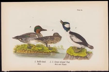 1890 Birds Of Pennsylvania Original Antique Print Bufflehead & Green Winged Teal