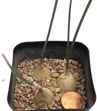 Succulent Bulbous Plant--Dipcari brevifolia--ONE PLANT FROM POT!