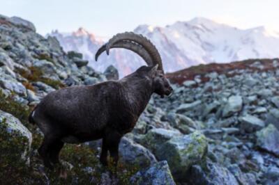 Wandbild: Alpine Carpa Ibex (Wildziege) in den Frankreich -Alpen. Monte [...]