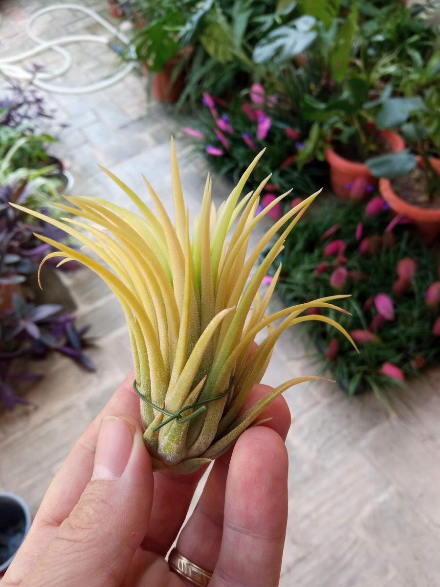 Selten Tillandsia Ionantha Druid Yellow Variegata