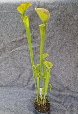 S. flava var. cuprea Dennis B. x S. flava var. ornata,fleischfressende Pflanzen, - Bild 1 von 4