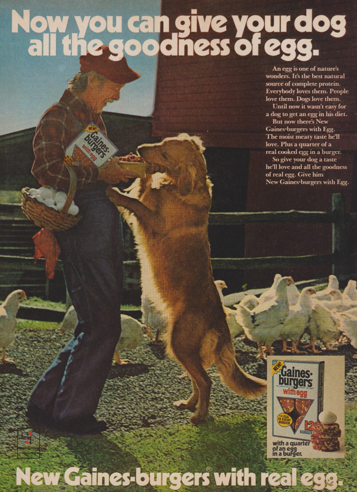 - Chicken Farmer Basket Of Eggs - Print Ad Photo