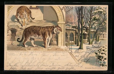 Lithographie Berlin, Zoologischer Garten, Großes Raubtierhaus mit Tiger 1900 