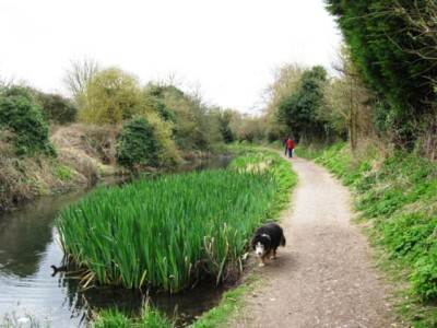Photo 6x4 Wendover Arm: Reed beds in the Canal See [[1235539]] c2009 ...