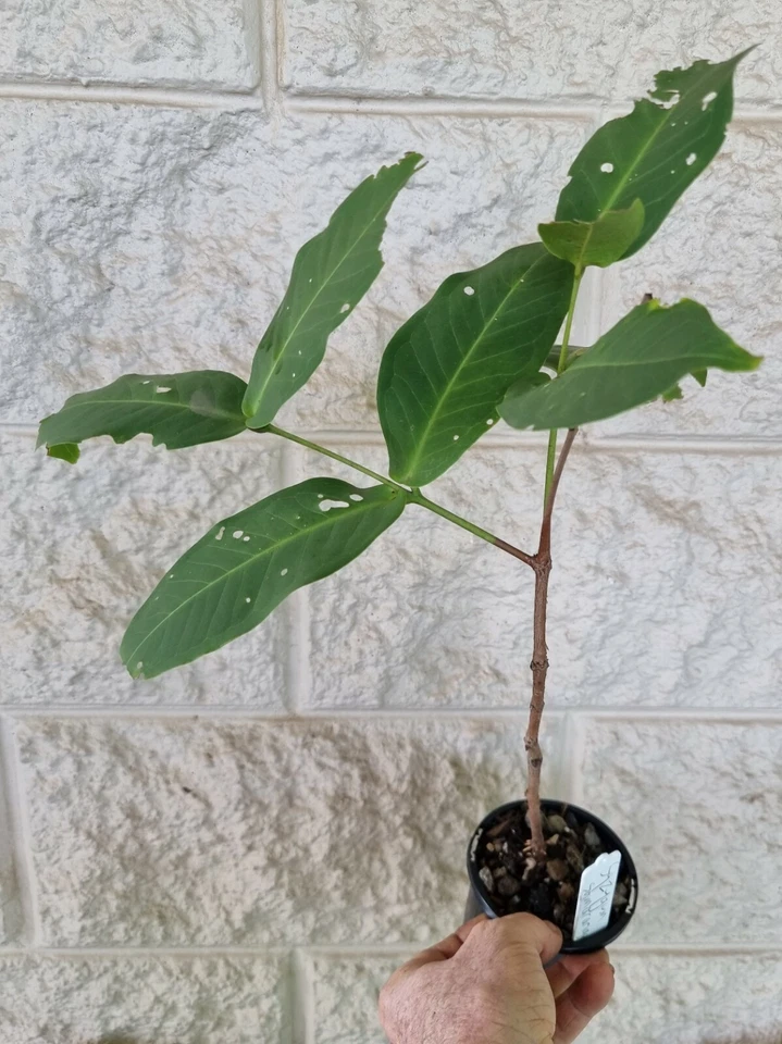 SYZYGIUM SAMARANGENSE SEEDLESS WAX APPLE AIR LAYER / MARCOT IN 100MM POT - image 4 of 4