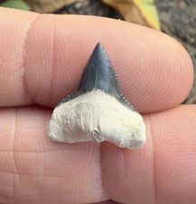 0.67” Pathological / Deformed Root Bone Valley Blue Bull Shark Tooth Fossil