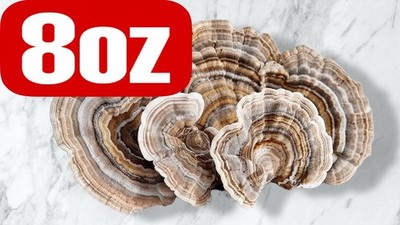 8oz Turkey Tail Dried Mushrooms Pieces Medicinal For Tea Powder Tinctures Dogs